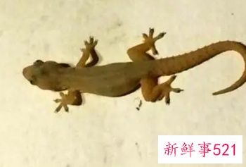 梦见家里到处是壁虎