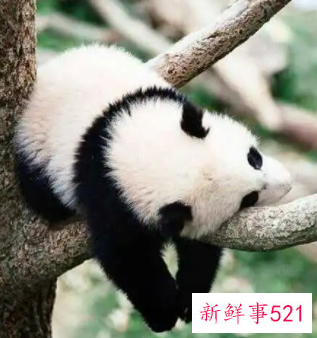 几种动物睡觉的姿势秒懂