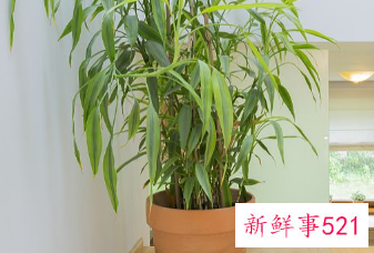 镇宅辟邪最厉害的植物桃树