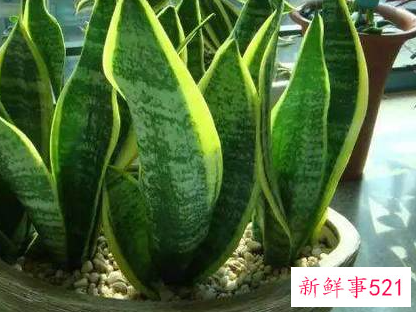 家里招财辟邪摆什么好