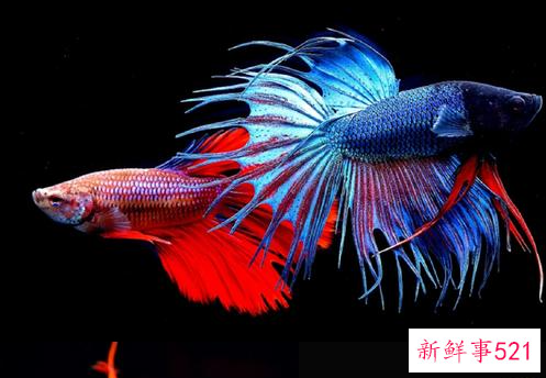 生命力最强十种观赏鱼