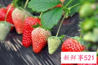 草莓的功效与作用禁忌人群