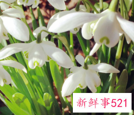 属猴幸运植物花草