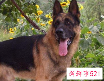 养宠物的人一般叫什么