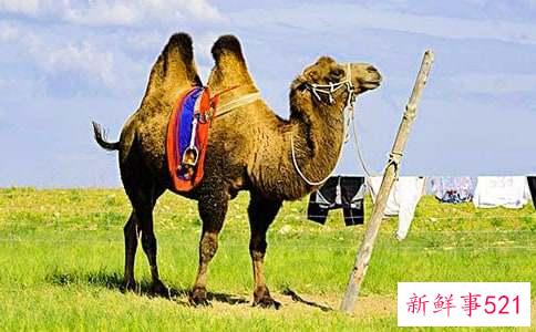 梦见别人杀骆驼出很多血预示什么