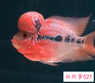 生命力最强十种观赏鱼