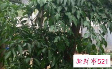 富贵树种植方法和注意事项