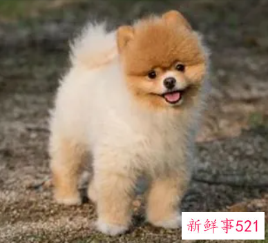 94年狗做什么行业最旺