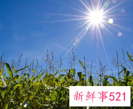 日光性皮炎最严重的后果