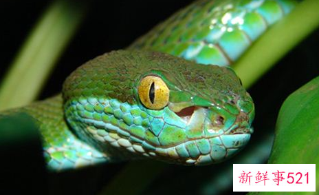 梦见抓白蛇的意思