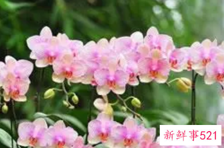 梦见花朵是什么意思