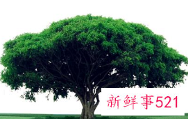 梦见屋背后的树