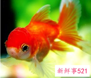 生命力最强十种观赏鱼