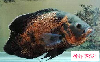 生命力最强十种观赏鱼