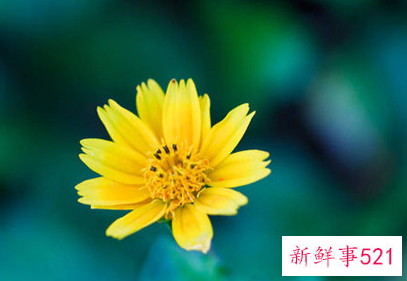 叶黄素保护眼睛的作用有哪些