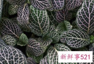 金线莲性寒凉不适合哪些人吃