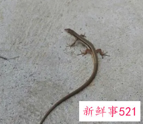 梦见家里到处是壁虎