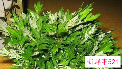 艾叶草的功效与作用禁忌
