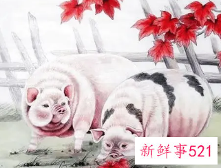 属猪女的婚姻最佳配偶