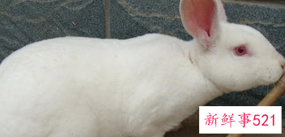 农家养兔常见错误