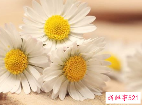 梦见菊花开是什么意思