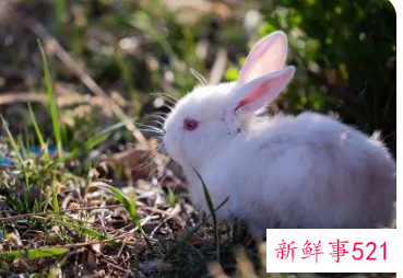 属兔五行缺什么