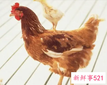 男属鸡与女属虎合适吗