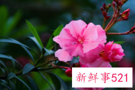 世界上最毒的植物排行榜