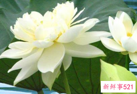 梦见白荷花预示是什么