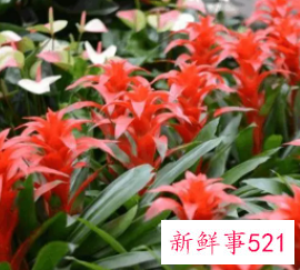 属猴幸运植物花草