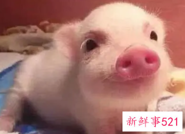 梦见买小乳猪是什么意思