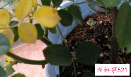 月季叶子发黄有斑的原因是什么