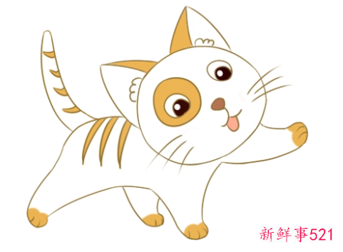 梦见小花猫的寓意