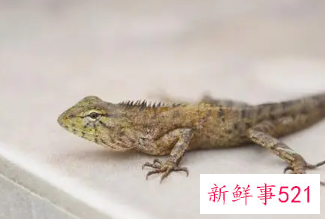 梦见家里到处是壁虎