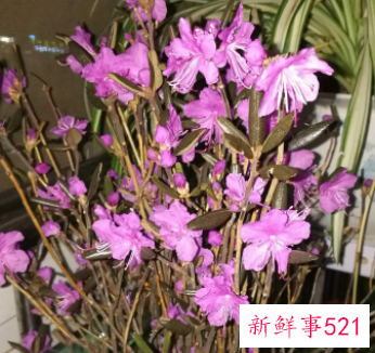 干枝杜鹃不开花的原因