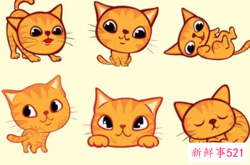 梦见小花猫的寓意