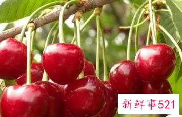 樱桃的性味归经及功效