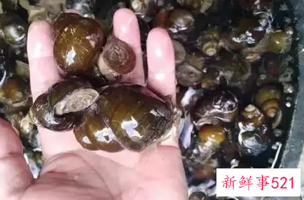 孕妇梦见捡田螺什么意思