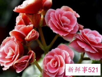 家里坚决不能养的花草