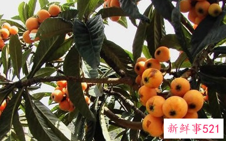 枇杷的功效作用