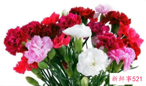 康乃馨在中国的象征意义