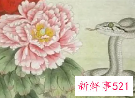 属蛇女讨厌什么样的男人