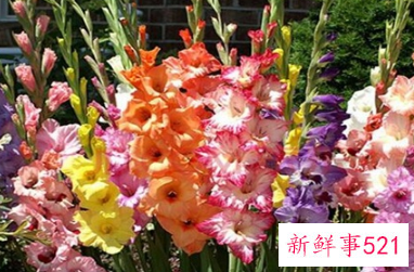 象征内心强大的花