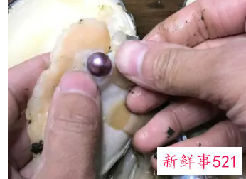 为什么河蚌可以产珍珠