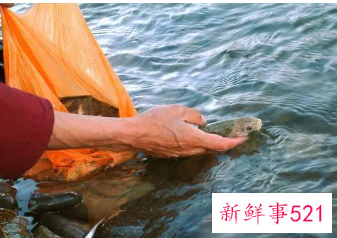 梦见放生代表什么