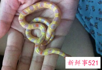 梦到各种颜色的蛇是什么预兆