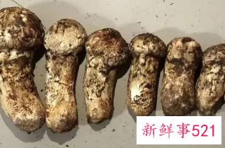 松茸的热量有多高