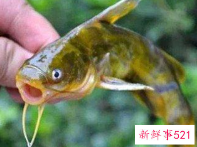 钓鱼必备专业知识