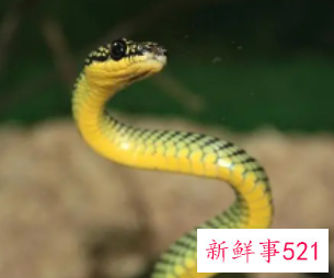 孕妇梦见一对蛇寓意