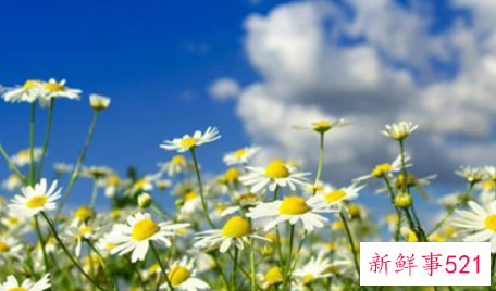 梦见盛开的鲜花是什么意思